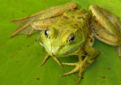 1frog-sample-870×500-1