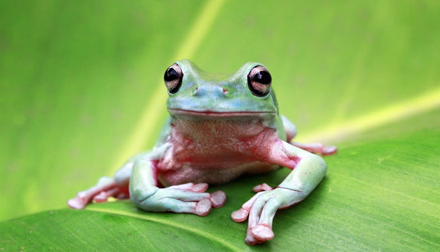 2frog-sample-870×500-1