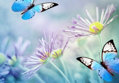 3butterfly-sample-870×500-1