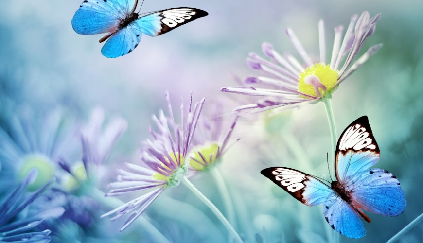 3butterfly-sample-870×500-1