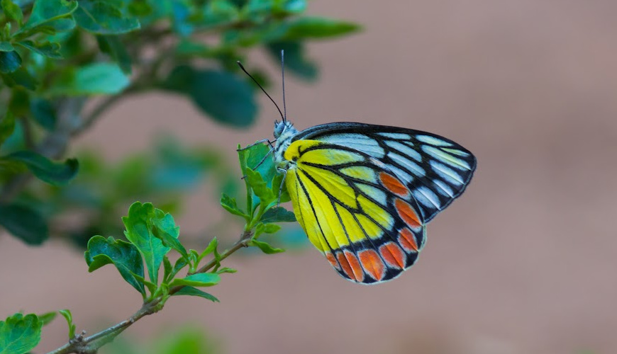 7butterfly-sample-870×500-1